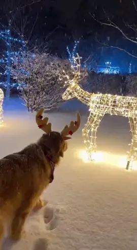 #navidad #merrychristmas #amolosperros #renos #perros 