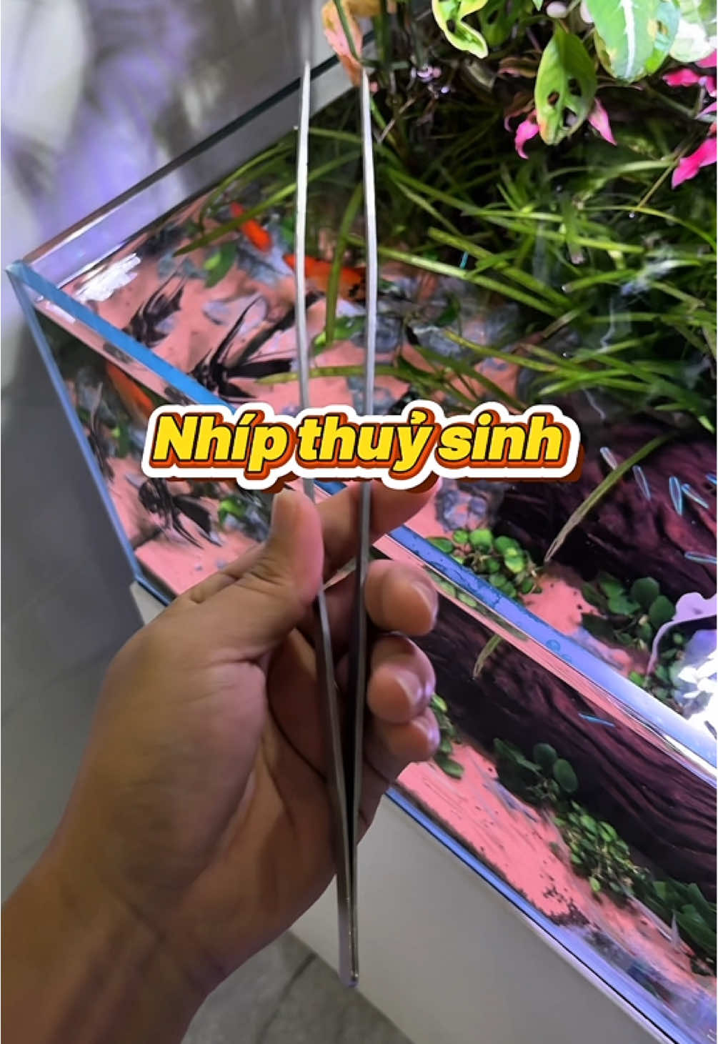 Chơi thuỷ sinh chắc hẳn tủ đồ của ae ai cũng nên có ít nhất 1 cây nhíp này nè #emhíumêcá #thuỷsinh #xomthuysinh #thuysinh #cácảnh 