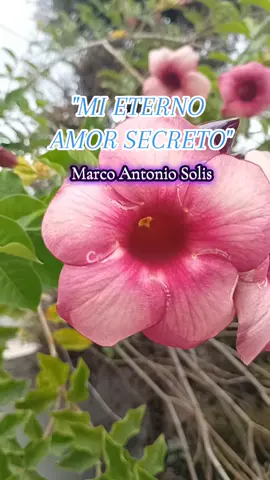 Mi Eterno Amor Secreto  #MarcoAntonioSolis #AmorSecreto #Equivocado #CuritasParaElCorazon #SiempreSeras