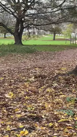 #catapult #poaching #slingshot #hunting #fyp 