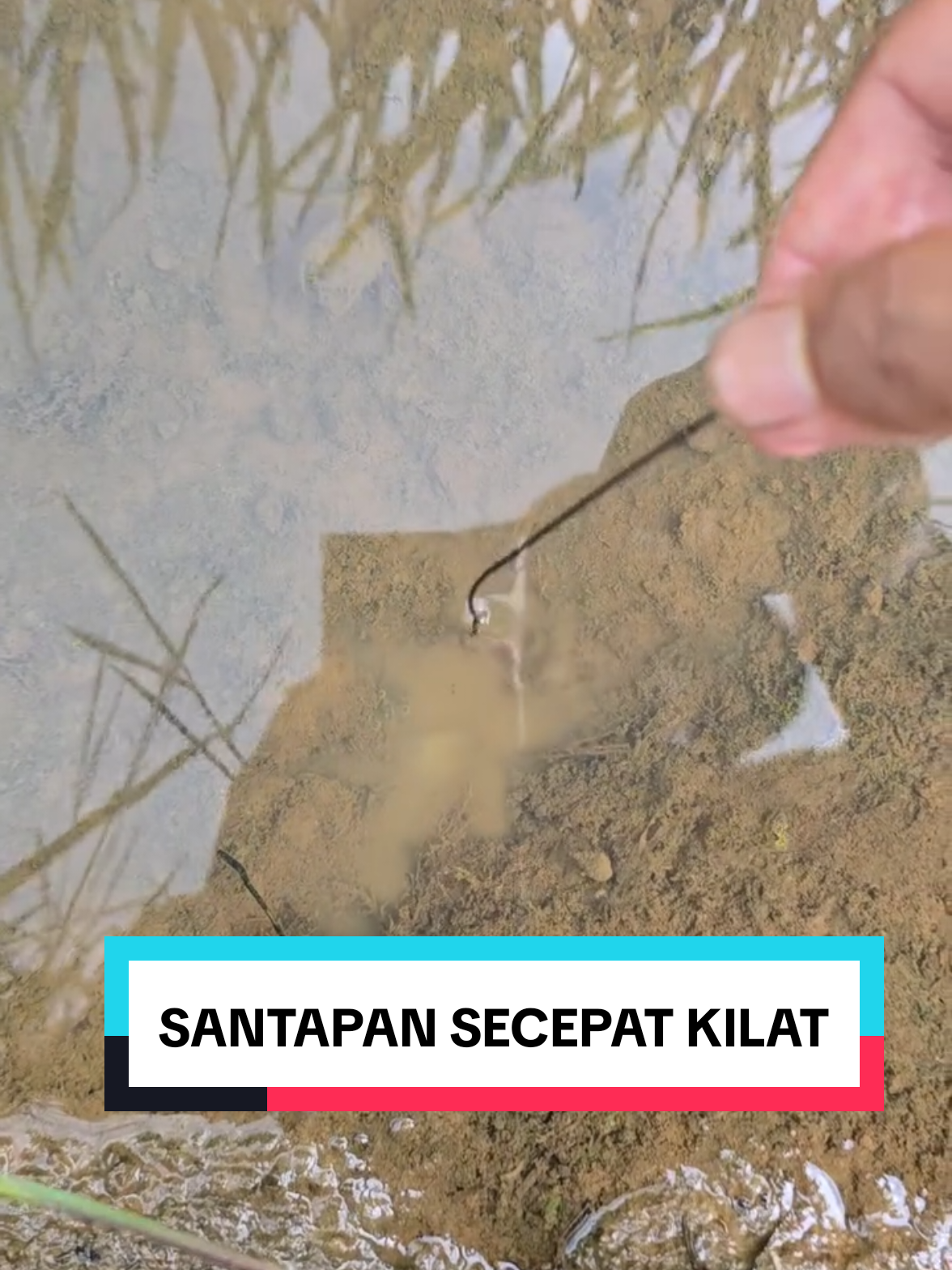 Belut santap umpan secepat kilat ! #mancing #belut #xybca #ell #fishing 