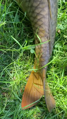 Sáng sớm lại lên cho anh em móm thủ ngứa tay lại ra cần 6kilogram#cauca #caucagiaitri #caucafisshing #xuhuongtiktok2025 #xuhuongtiktok 