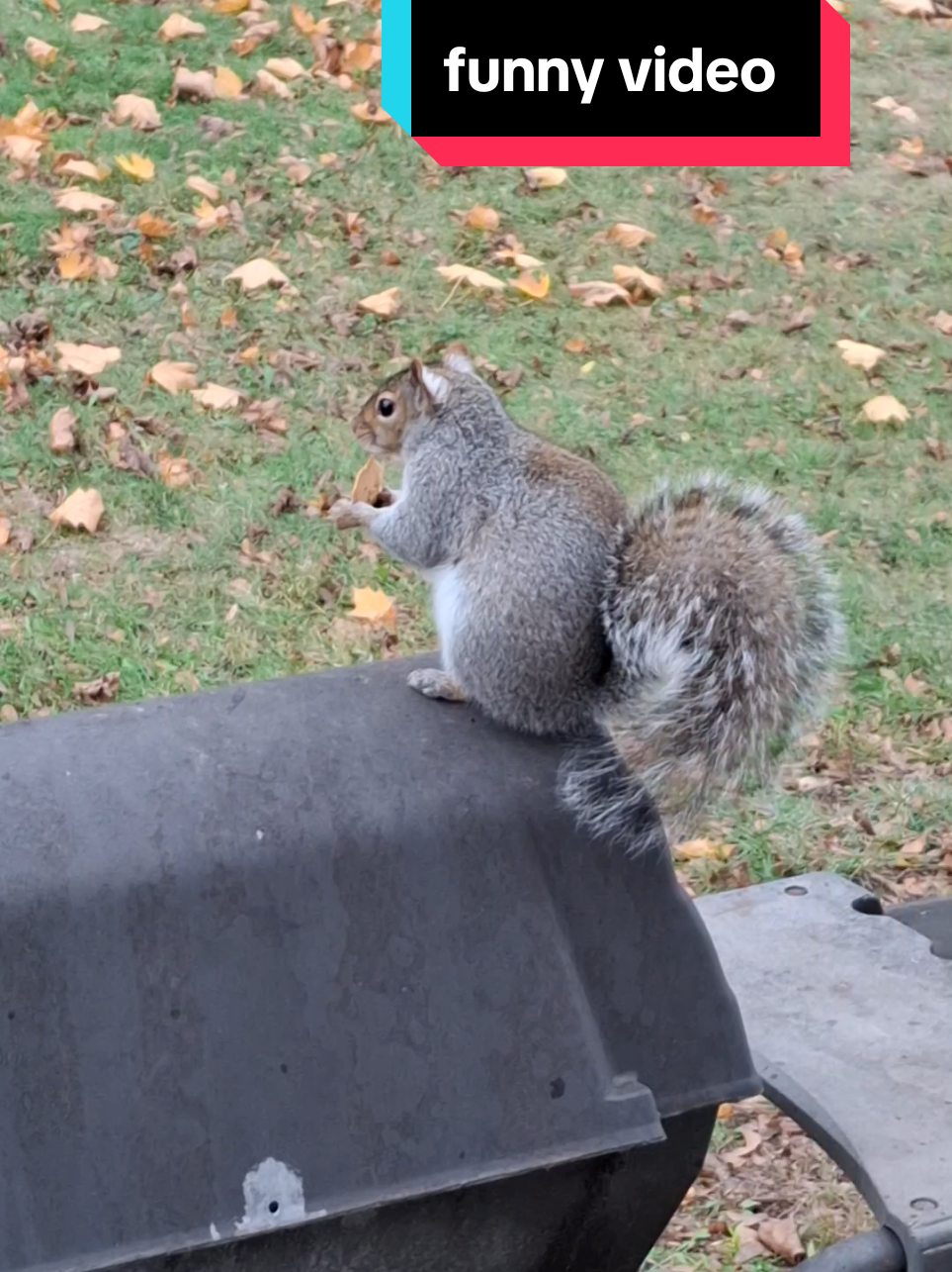 #squirrel #paratii #520 #funnyvideos 