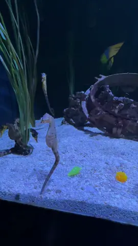 No fr what is a seahorse and why #fyp #aquarium #fish #animals #traphousenature 