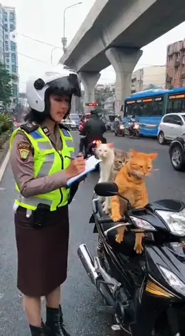 Operasi Zebra 2025 mulai 17 hingga 30 November 2025 digelar dengan pendekatan humanis, preventif dan edukatif #sora #kucing #fyp 