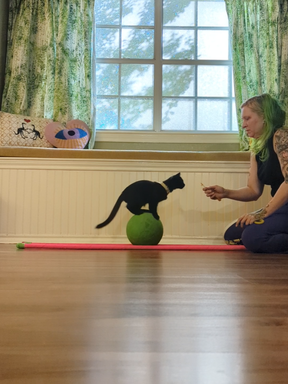 I never imagined the silly games I play with Pantalaimon would receive so much interest. One of our videos just hit 1 million views so I am sharing an update on the process and our progress. I sincerely hope by sharing my journey raising and training Pantalaimon it will show people the potential in cats and inspire them to do more together. I love every comment about a special ritual or activity you enjoy with your cat. This is how we build stronger bonds. #pantalaimonthecat #domorewithyourcat #clickestraining #stupidpettricks #adventurecat 