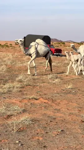 #في هذا اليوم 