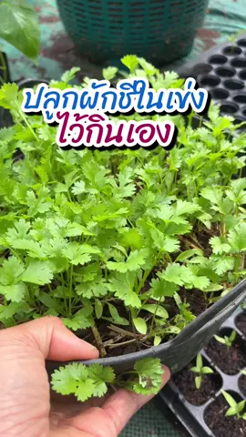ช่วงนี้ ผักชีแพv มาลองปลูกผักชีในเข่งไว้กินเอง