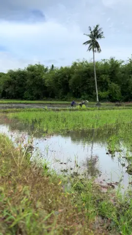 #fyppppppppppppppppppppppp #petanimuda #ilmupadi🌾 