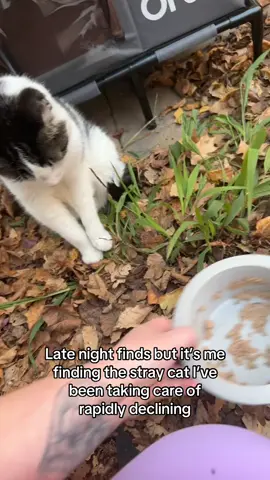 I’m just praying he gets through the night :/ #fyp #latenightfinds #straycat #catsoftiktok #cat 