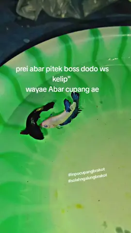 INPO CUPANG BRAKOTT SOLAH APIK BOSSS WAYAE HIDUP SEHAT ABAR CUPANG AE😅😭 #bangkokselatan #ayambangkok #abaran 