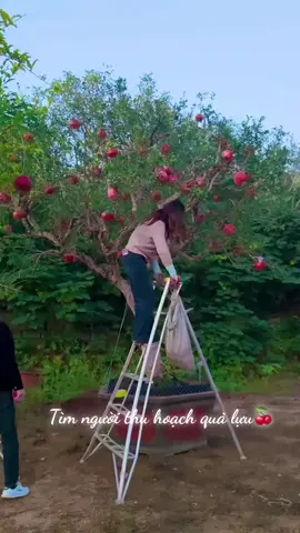 #suhuong #lenxuhuong lựu đỏ ấn độ cây củ thụ #tictok 