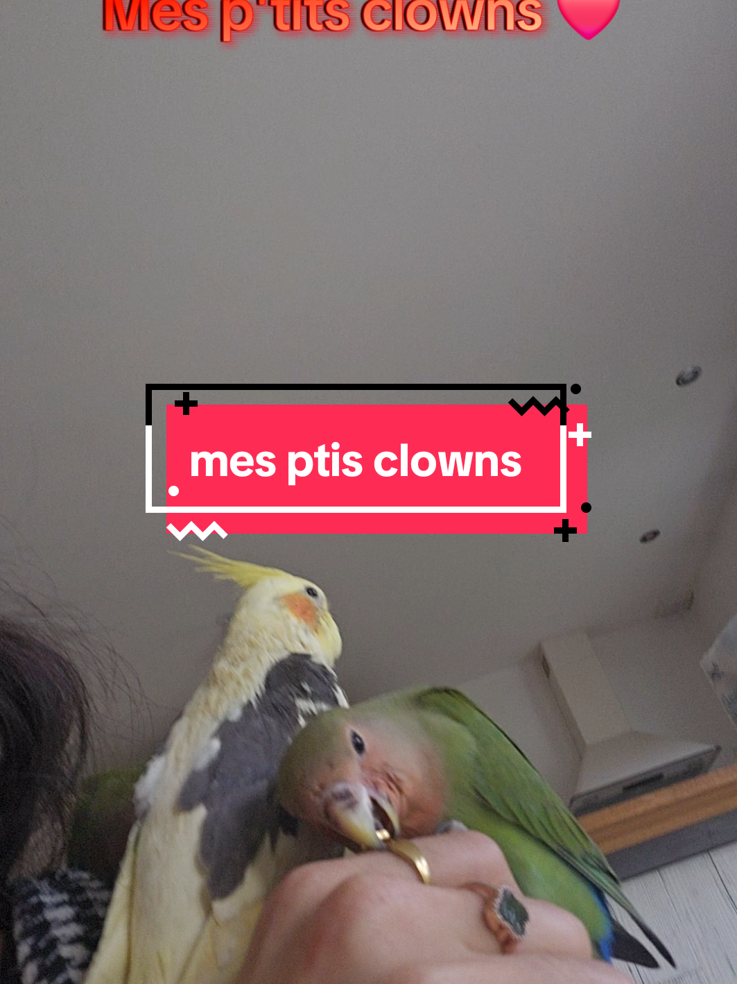 Ils m'envahissent 🤣  #humour #cockatiel #cutebirds #bird 