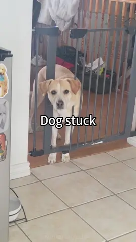 Dog stuck #funny #happy #fyp #dog #us 