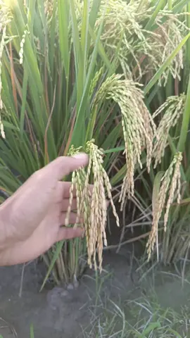 nutrisi musim penghujan pakai kojien hasil mantap#sahabattaninusantara #kojien #galurnusantara ##inpari32 