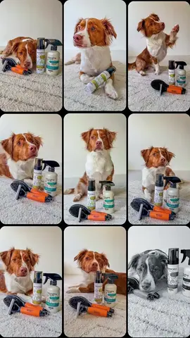 Winnie?s got her pam-paw essentials lined up and ready to glow-up. ?? From brushes to shampoo, she only trusts Wahl for her at-home spa days. Find Wahl Pet products at all major pet retailers. ?: @pawfectly.winnie