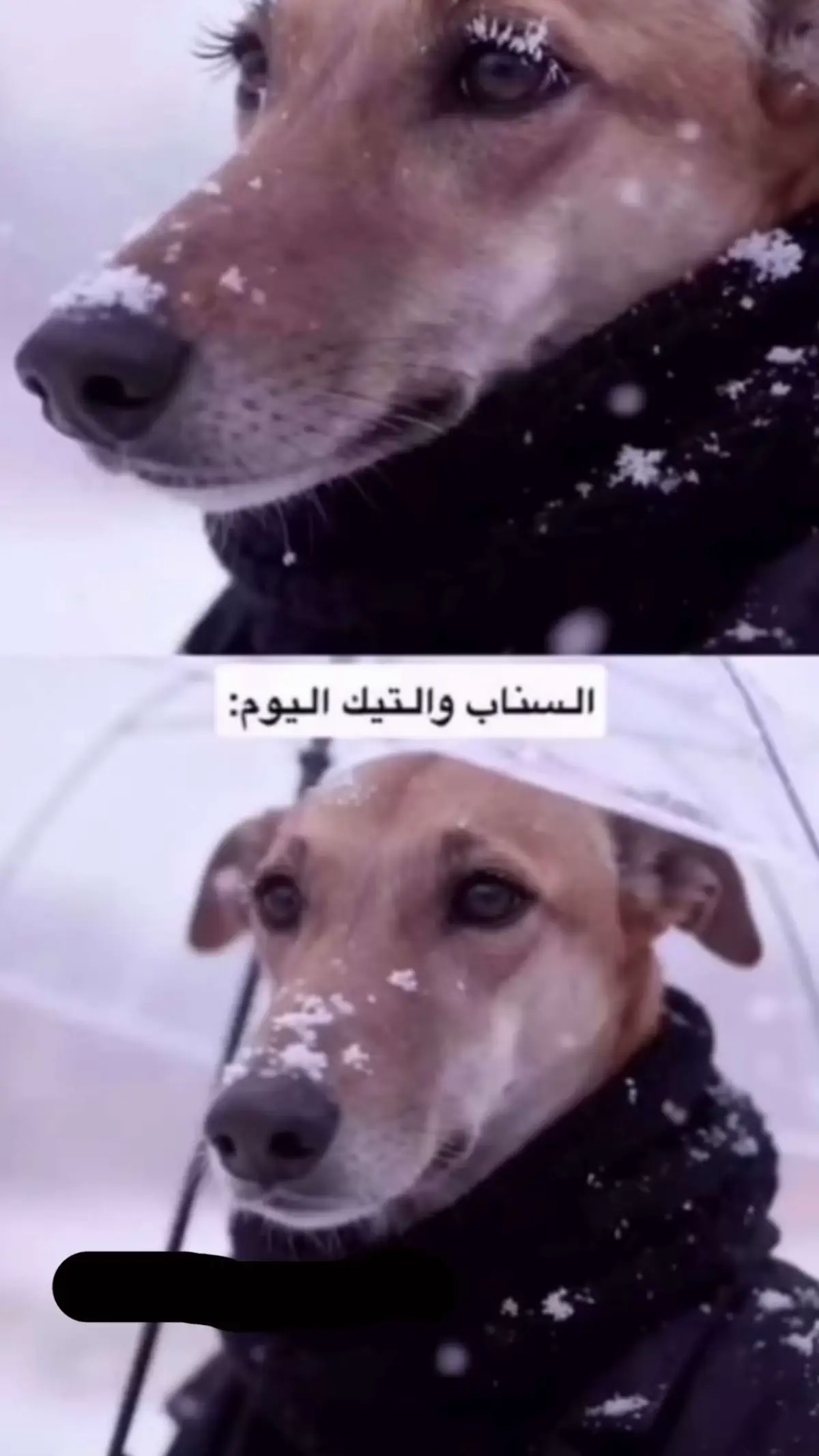 #الشعب_الصيني_ماله_حل😂😂 #معكم_بالترند #اكسبلورexplore 