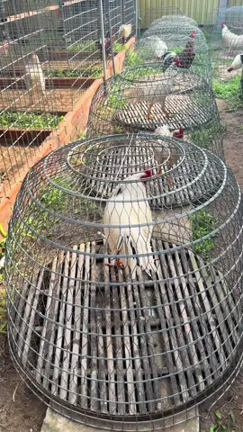 Đồ về chuẩn bị đãi anh em ..#gaubentre 