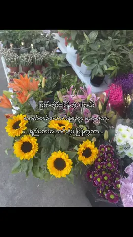 136ခါလောက်ရှိပြီ...#fypシ゚ #fyppppppppppppppppppppppp #fypシ゚viral🖤tiktok☆♡ #thinkb4youdo #tiktokmyanmar 