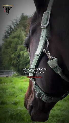 #vidadecampo😍🤠 #caceriadelzorro2025 #caballosecuador🐴🇪🇨 #carchi_ecuador🇪🇨🇲🇱 #carchi_ecuador🇲🇱 @Carlos Yandun @Brayan @fer_benavides @TUMBA _AVIONES 