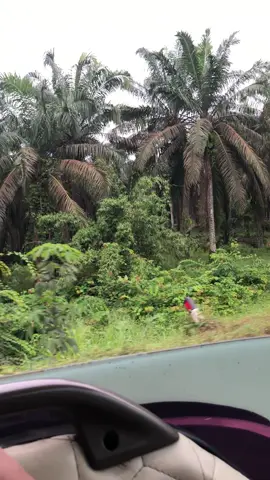 Menjuah juah matt@BAROKAH KOI BLITAR#lintassumatra#lintastimur 