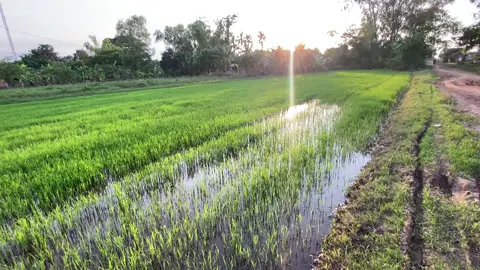 #ទេសភាពស្រុកស្រែ🌾🌿💗 #កូនអ្នកស្រែ👩🏻‍🌾❤️ #foryou 