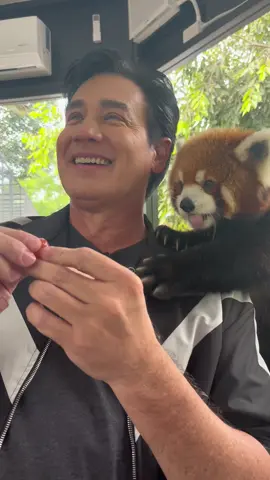 รักนายฝรั่งสุด #แพนด้าแดง น้องน่ารักมาก #วิลลี่แมคอินทอช #คนไทยเป็นคนตลก #ขึ้นฟีด #fypツ 