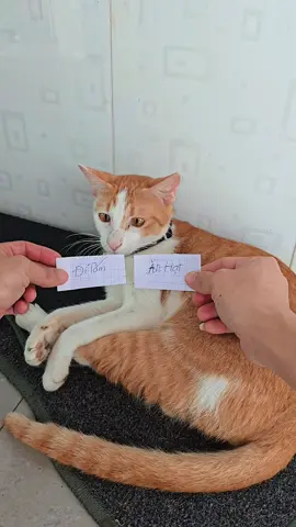 Nó khôn lắm nên tôi không cho nó xem kết quả 🤣  #tamchomeo #funnyvideos #mèo #catlover #cat 