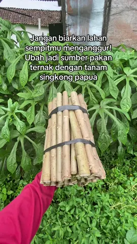 #fyp #promomakan1111 #peternakkambing #peternakmuda #pakanalternatif 