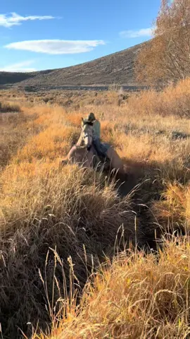 Spooky season is in full effect! Positive correction is also in full effect! #rockinc4performancehorses #horsetraining #coltstartingdoneright 
