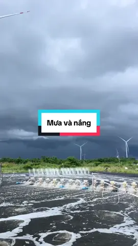 Nuôi tôm mùa mưa nắng 🌦️#tomthechantrang #nuoitomcongnghecao #thuysan #thuocthuysan #xuhuong 
