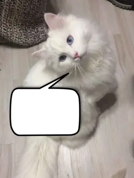 #fantasmafamiliar #melancolia #gatos #depressao 