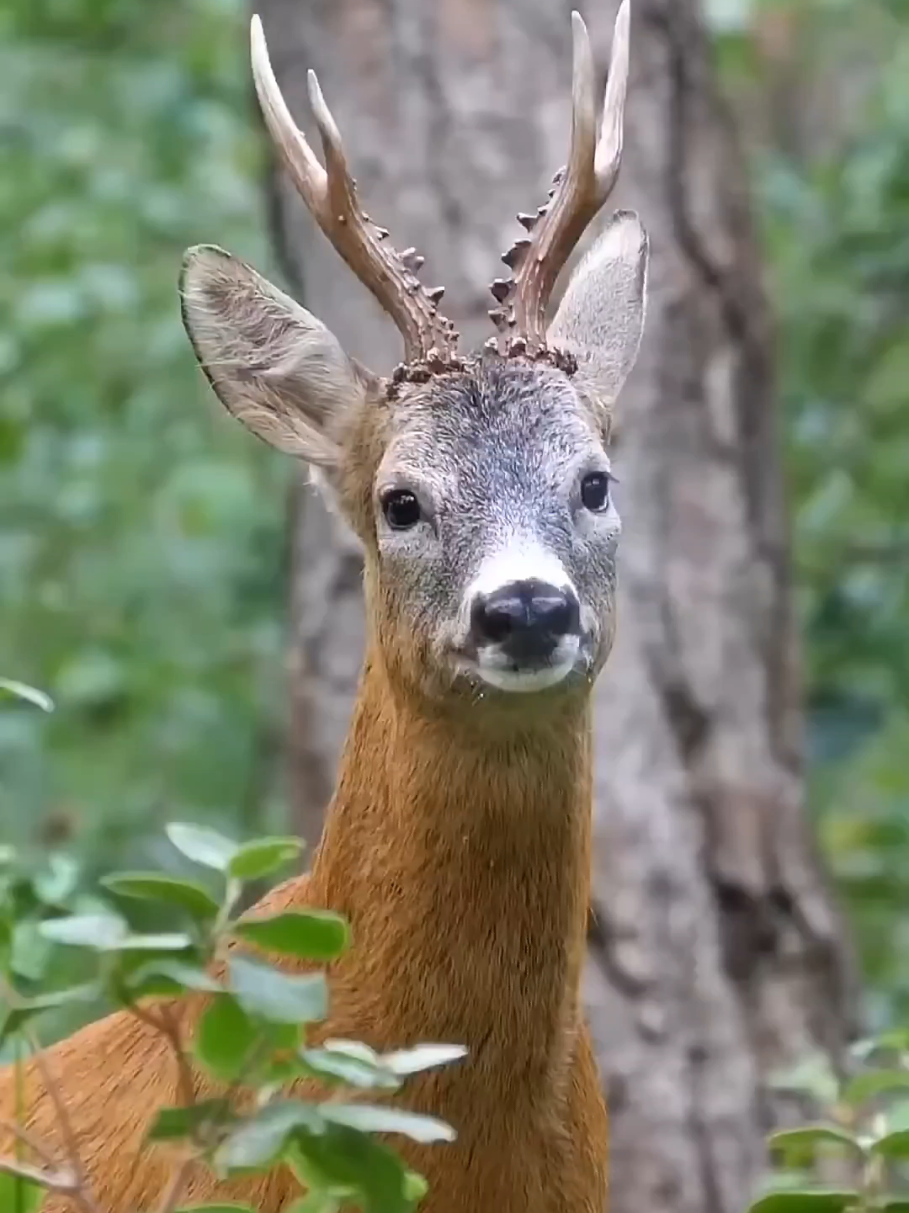 Wonderful animal sounds 🐒🦜#animalsounds #birdsounds #wildlife #nature #wildanimals 