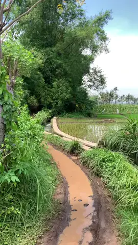 @masrio.bupatiku Akses jalan Dsn Takir, Desa Gn Malang, Kecamatan Suboh Situbondo