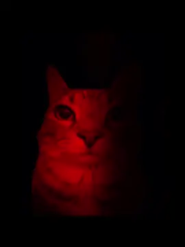 i love u so much #shambles #lyrics #lyricsvideo #iloveyousomuch #real 