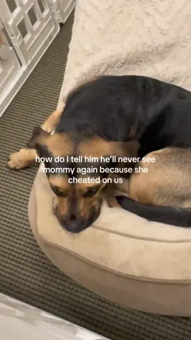 I’m so sorry boy #dog #divorce #relationships #fyp #storytime 