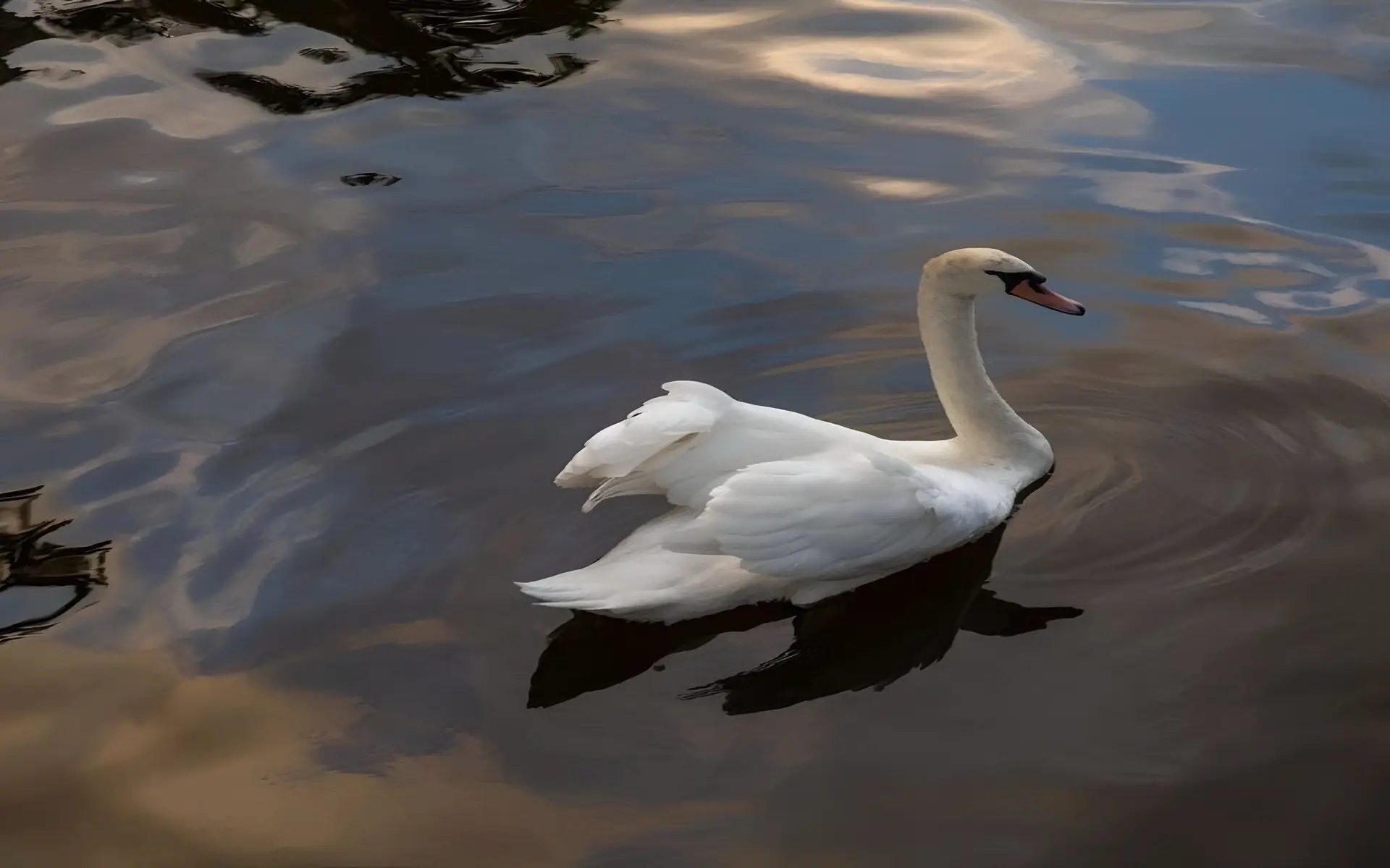 resolution 2560x1600p 🌿 Tg in the profile 🌿 #wallpaper #song #music #life #whysoetude 