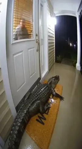 😱😱😱😱😱😱😱 #cocodrilo #terror #peligro #usa #parati 