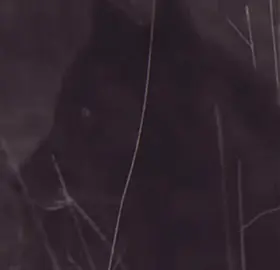 #neverstress #animals #nature #fyp #viral 