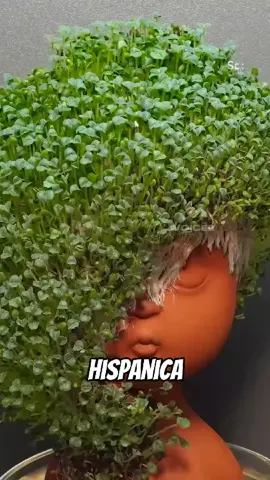 Biji chia pembakar lemak #chia #serunyabelajar #fyp 