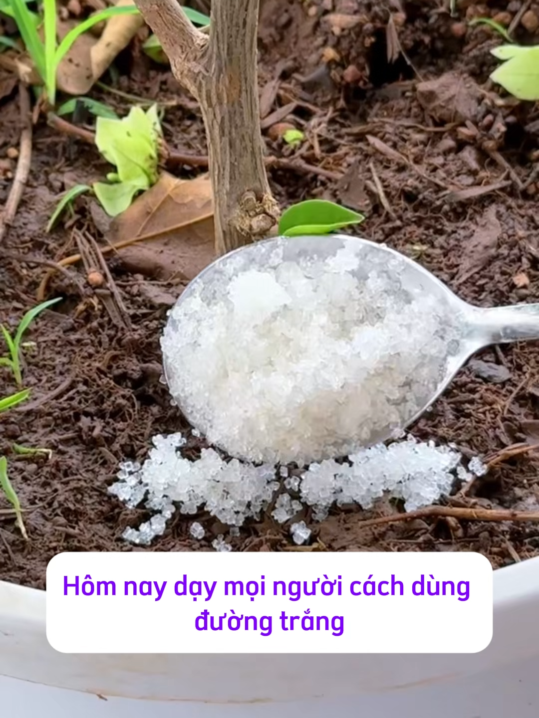 Đường trắng: bí kíp nuôi mọi loại hoa! #meotrongcay #viral #lamvuonvuive #caytrong #trongcay #thichlamvuon #vuon #DIY #xuhuong #trending #lamvuon #hoagiay #mẹo
