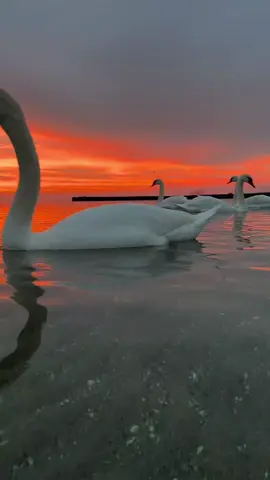 #محمدالصبيحي #لااله_الا_انت_سبحانك_اني_كنت_من_ظالمين #لااله_الا_الله #قران_كريم #هل_صليت_على_النبي_اليوم 