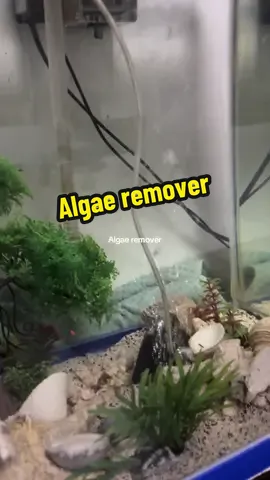 Sobrang effective nya #algae #remover #aquarium #water #maintenance 