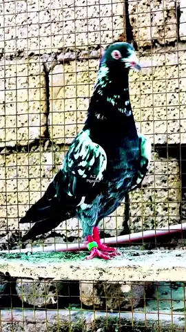 #foryou #munkirrr_paree_paree👑🔥💯😎✌🏻 #viralvideo #foryoupage❤️❤️ 