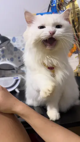 Kêu quài không nghe :))) #xh #meo #xyzabc #cat #fyp 