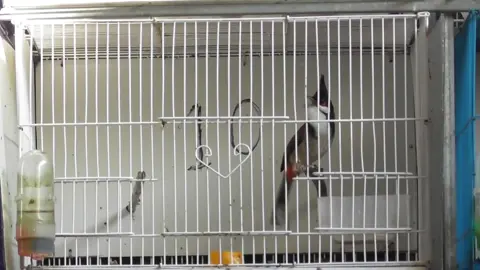 #chaomaobaydau #chaomaohotdau #chaomaovip #xhuongtiktok #chaomaotiktok 