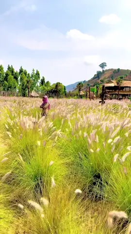 🌻Cánh đồng cỏ lau đẹp nhất gia lai ☘️🌼🌼🌼#🌻HelloGiaLaiƠi🌼 #Gialaitháng11🌞 #cảnhđẹpthiênnhiên #khámphátâynguyên #poychuyênđireview😋 