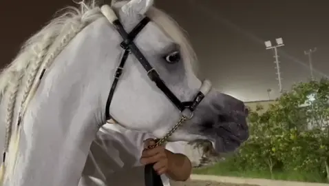 🕊️🕊️🕊️🕊️🕊️