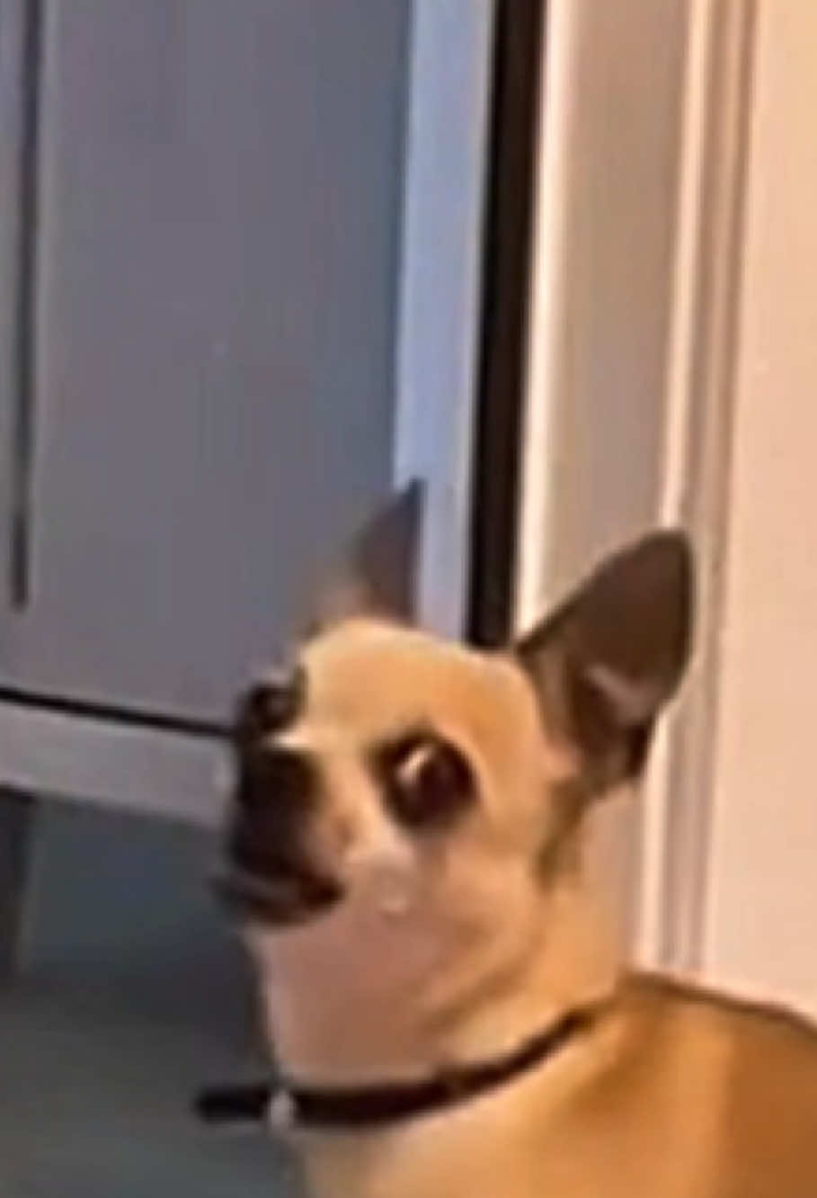 Funny videos #funny #funnyvideos #dog 