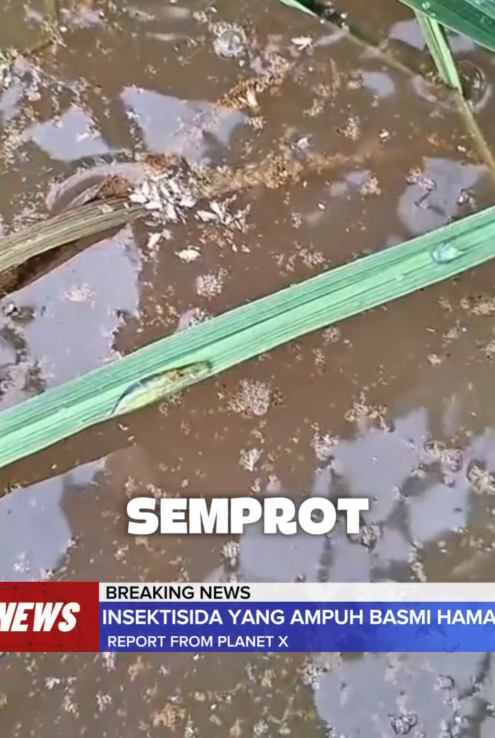 #corpcurepadi  insektisida paling ampuh mengatasi hama tanaman padi #tanamanpadi #padi #asamamino #creatorsearchinsight 